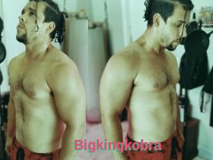 Bigkingkobra