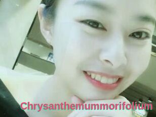 Chrysanthemummorifolium