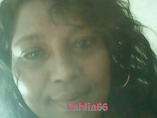 Dahlia66