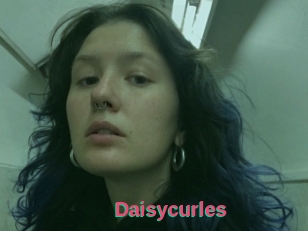 Daisycurles