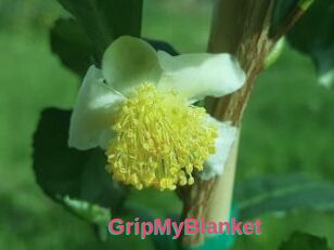 GripMyBlanket