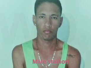 Male_stallion