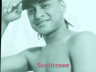 Scottrosee